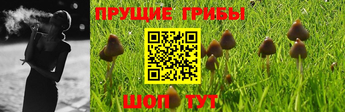 Сланцы  Галлюциногенные грибы прущие грибы  Вход с VPN 